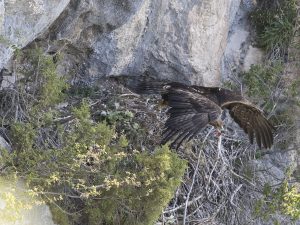 Les Rapaces