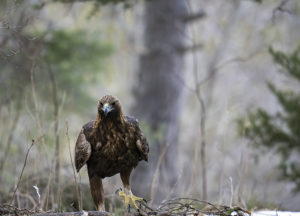 Aigle royale,Aquila chrysaetos