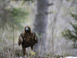 Les Rapaces
