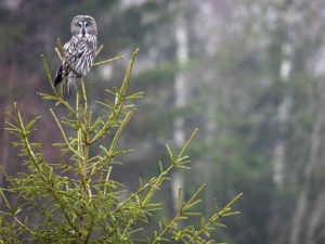 Chouettes et Hiboux