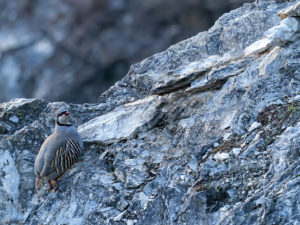 Les Galliformes