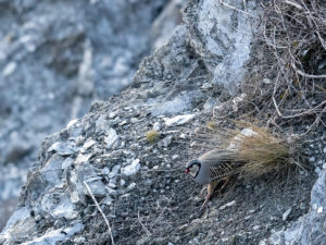 Les Galliformes