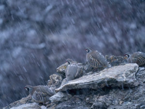 Les Galliformes
