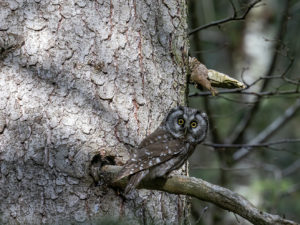 Chouettes et Hiboux