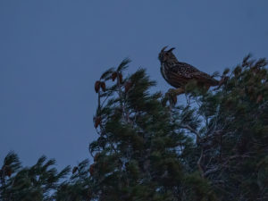 Chouettes et Hiboux
