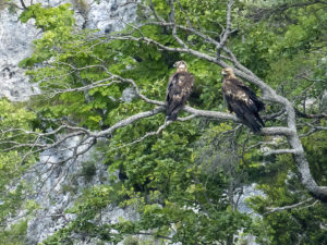 Les Rapaces