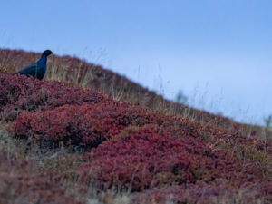 Les Galliformes