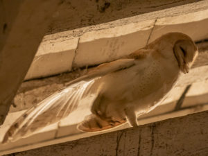 Chouettes et Hiboux
