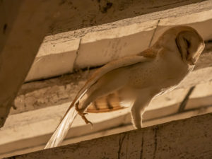 Chouettes et Hiboux