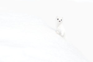 hermine