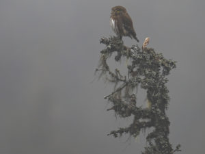 Chouettes et Hiboux