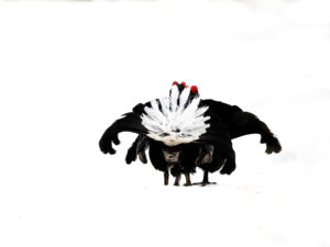 Les Galliformes