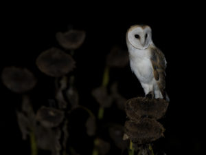 LES OISEAUX DU MARAIS