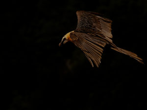RAPACES