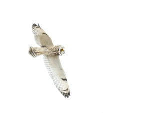 LES OISEAUX DU MARAIS