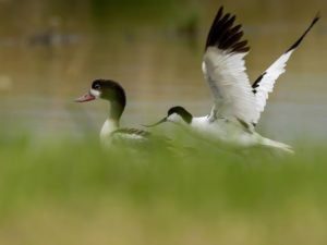 LES OISEAUX DU MARAIS