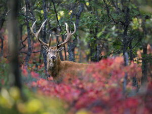 CERF