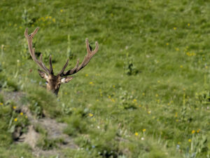 CERF