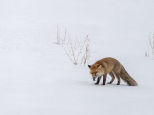 RENARD