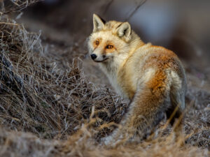 RENARD