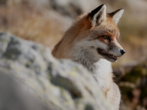 RENARD