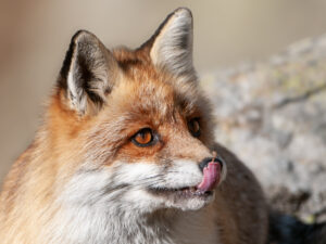RENARD