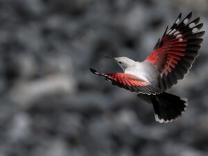 TICHODROME ÉCHELETTE