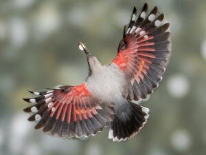 TICHODROME ÉCHELETTE