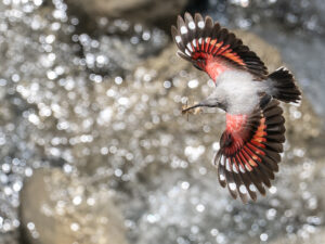 TICHODROME ÉCHELETTE